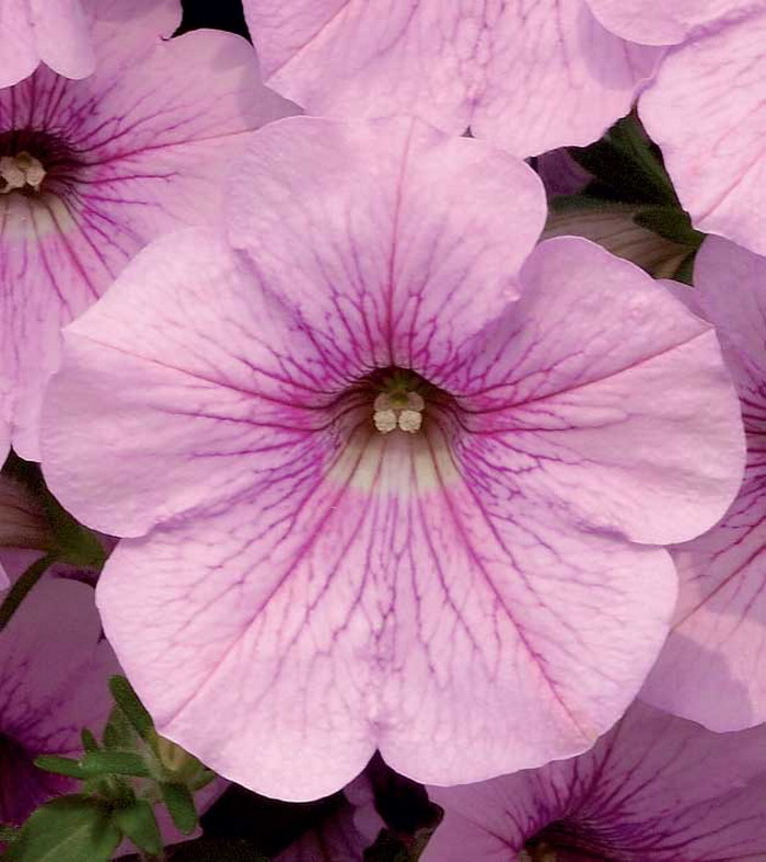 Сурфиния Свит Пинк